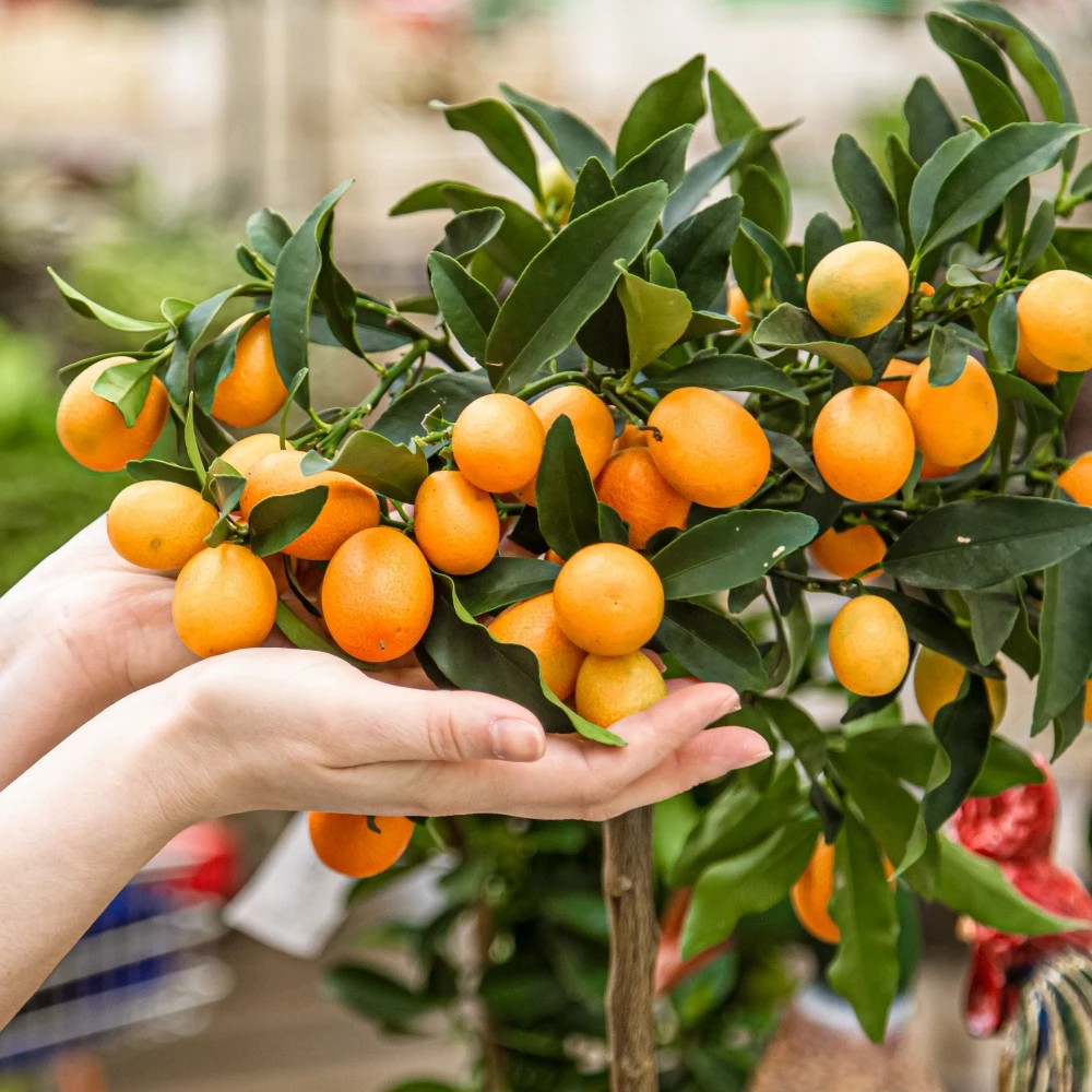 Buy Outdoor Plants Online