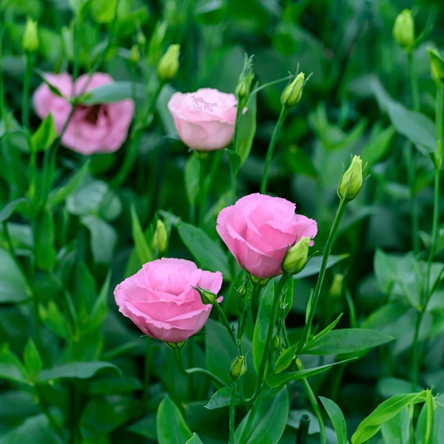 Prairie gentian Live Flower Plant/Hybrid Lisianthus Plant/Eustoma plant (Multicolor, Pack of 1)