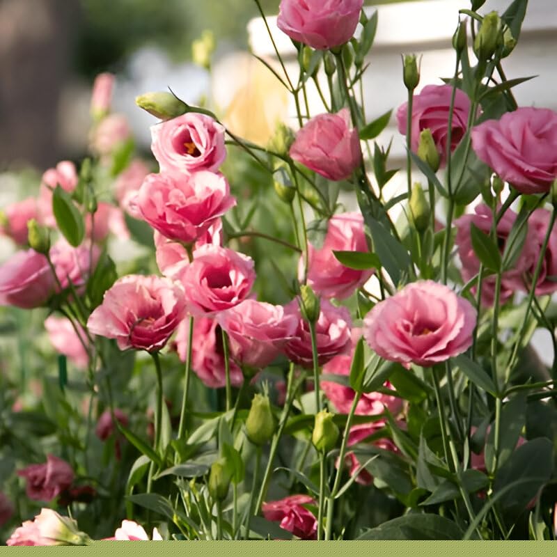 Prairie gentian Live Flower Plant/Hybrid Lisianthus Plant/Eustoma plant (Multicolor, Pack of 1)