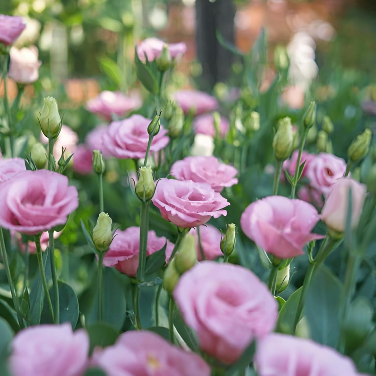 Prairie gentian Live Flower Plant/Hybrid Lisianthus Plant/Eustoma plant (Multicolor, Pack of 1)