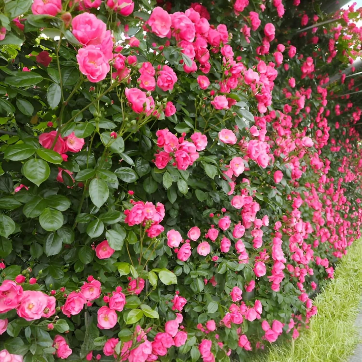 Climbing Rose Flower Plant All Season |(Dark pink Rose plant)