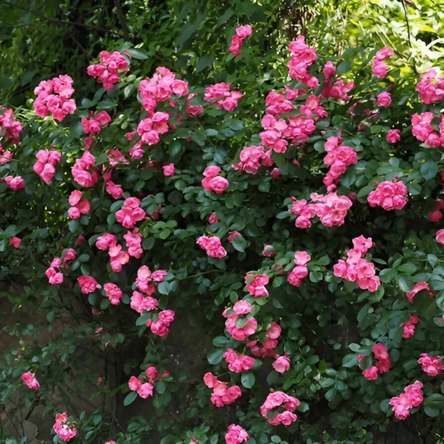 Climbing Rose Flower Plant All Season |(Dark pink Rose plant)