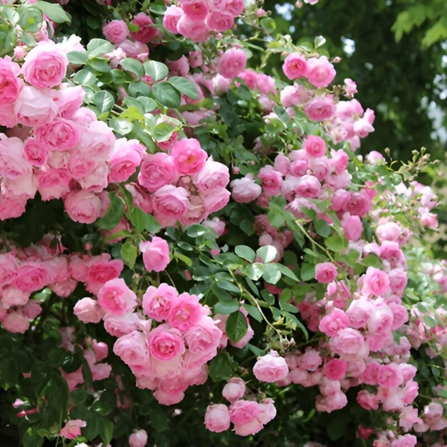 Climbing Rose Flower Plant All Season |(Dark pink Rose plant)