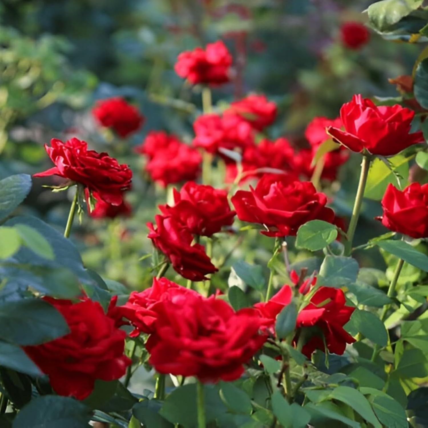 Dark red rose flower plant