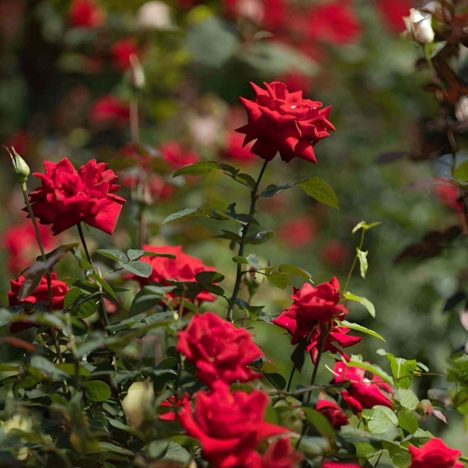 Dark red rose flower plant