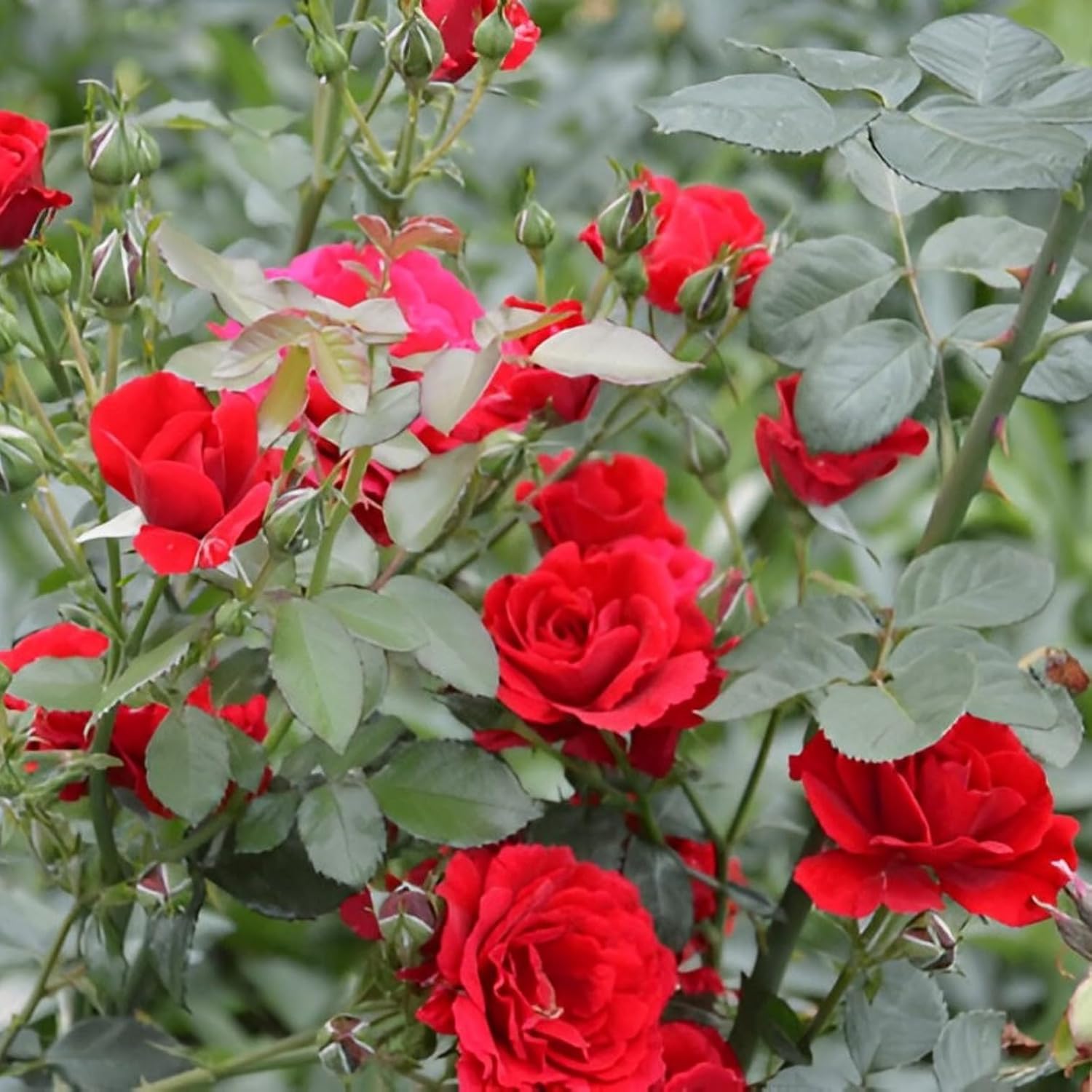 Dark red rose flower plant