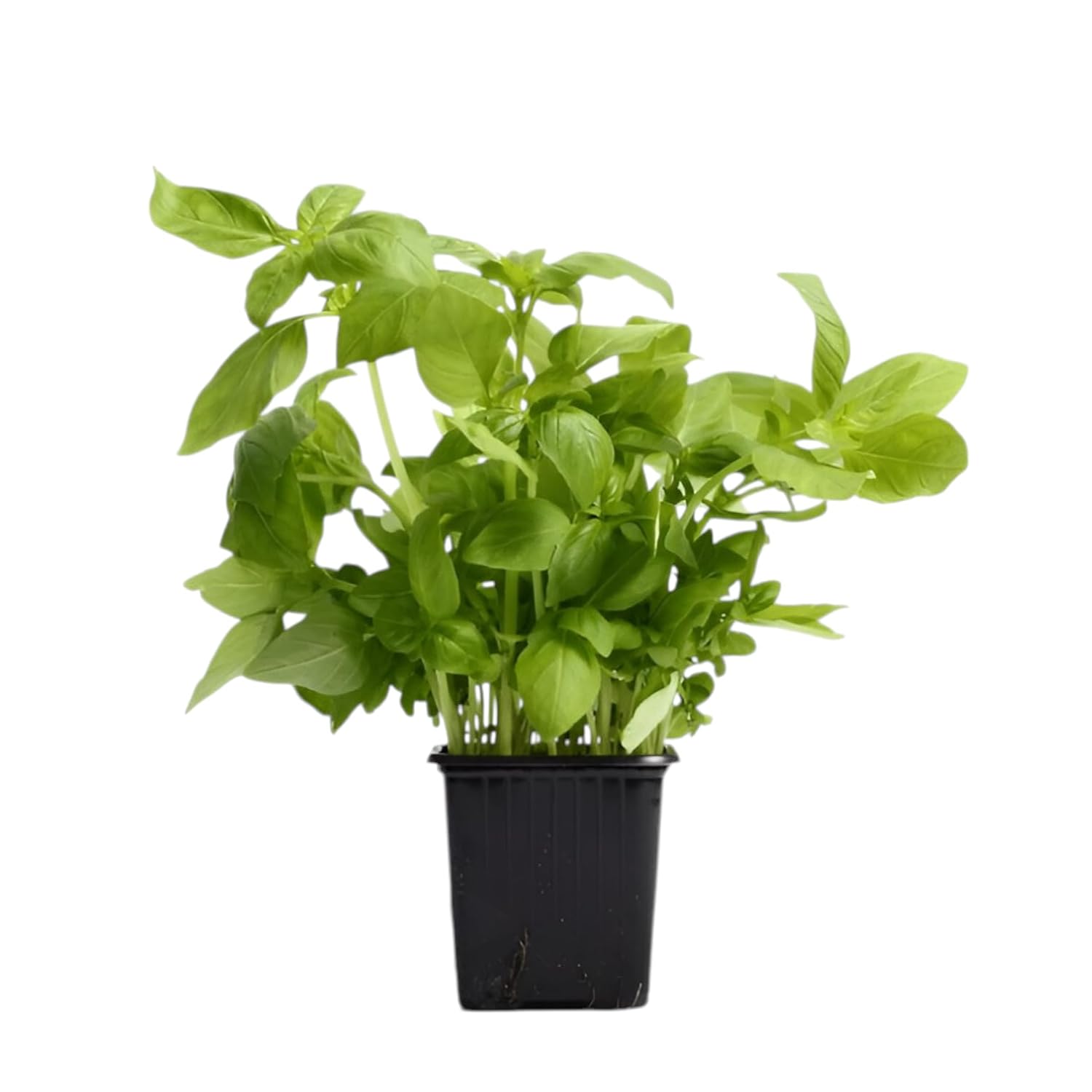 Italian Sweet Basil Live Plant 