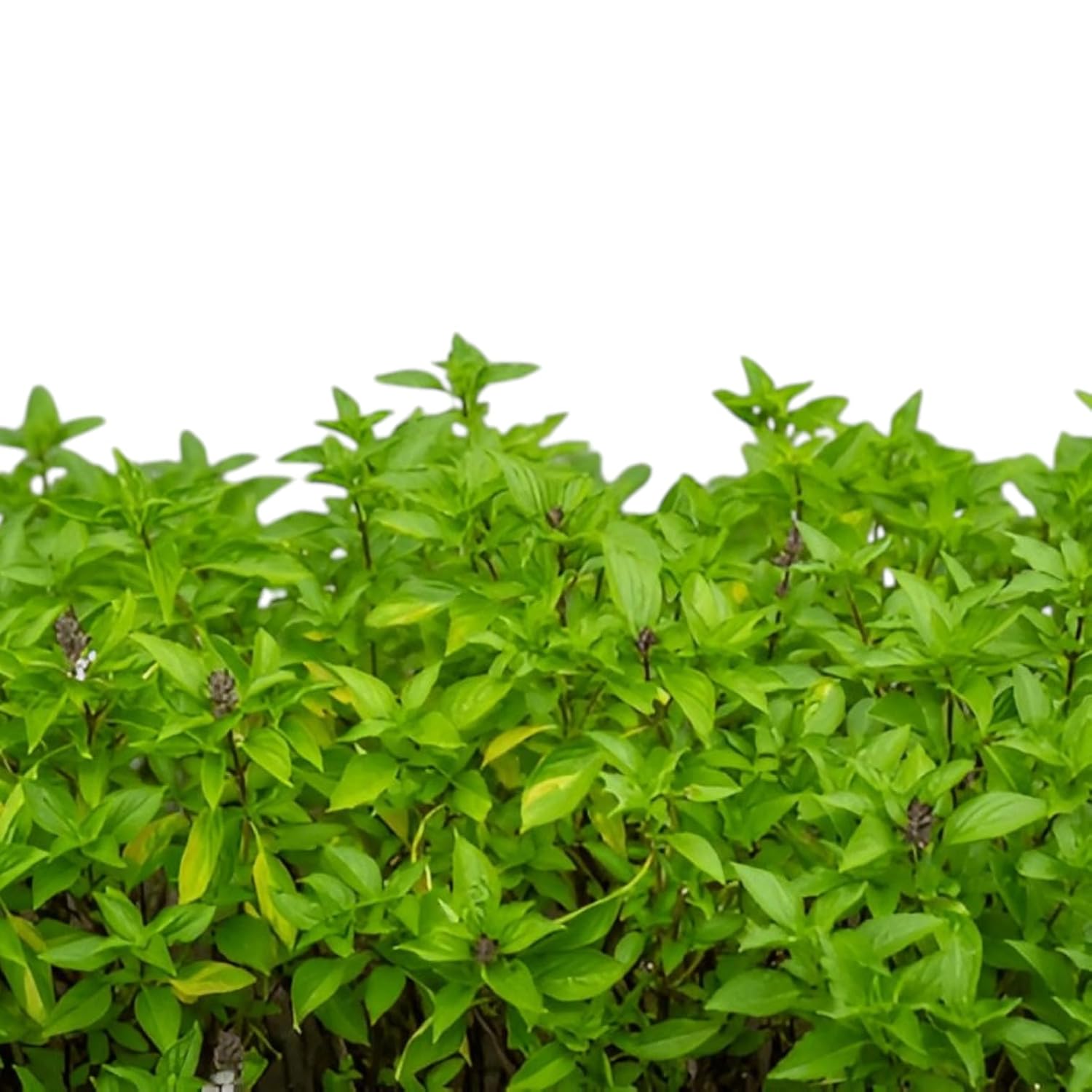 Italian Sweet Basil Live Plant 
