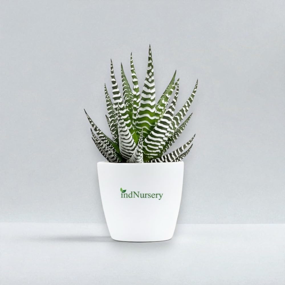 IndNursery Haworthia Zebra Plant, Live Succulent for Indoor and Outdoor Set of 1, With Pot
