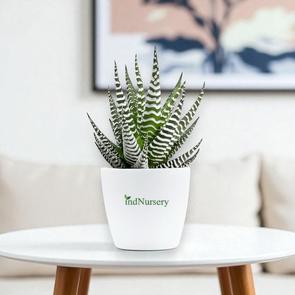 IndNursery Haworthia Zebra Plant, Live Succulent for Indoor and Outdoor Set of 1, With Pot