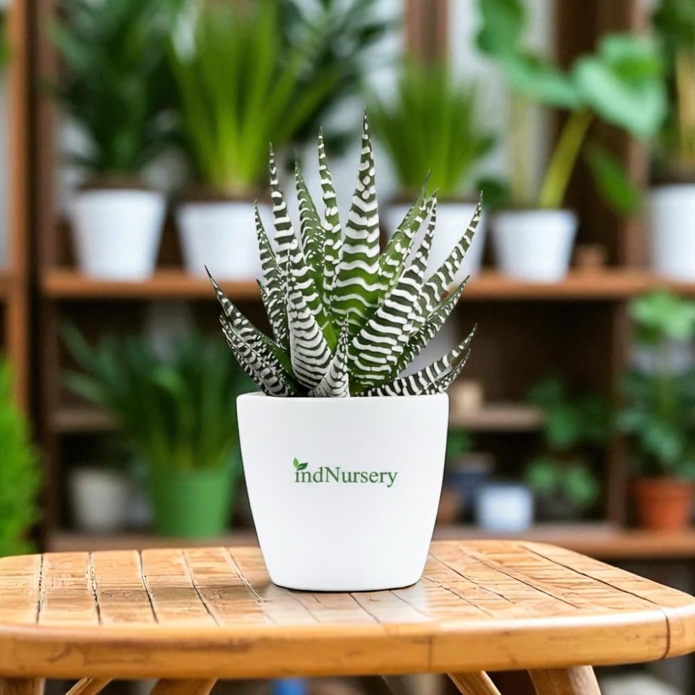 IndNursery Haworthia Zebra Plant, Live Succulent for Indoor and Outdoor Set of 1, With Pot