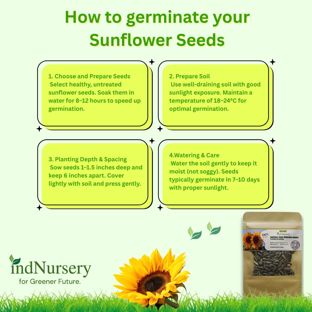 IndNursery Yellow Sunflower Seeds for Planting - 10 g