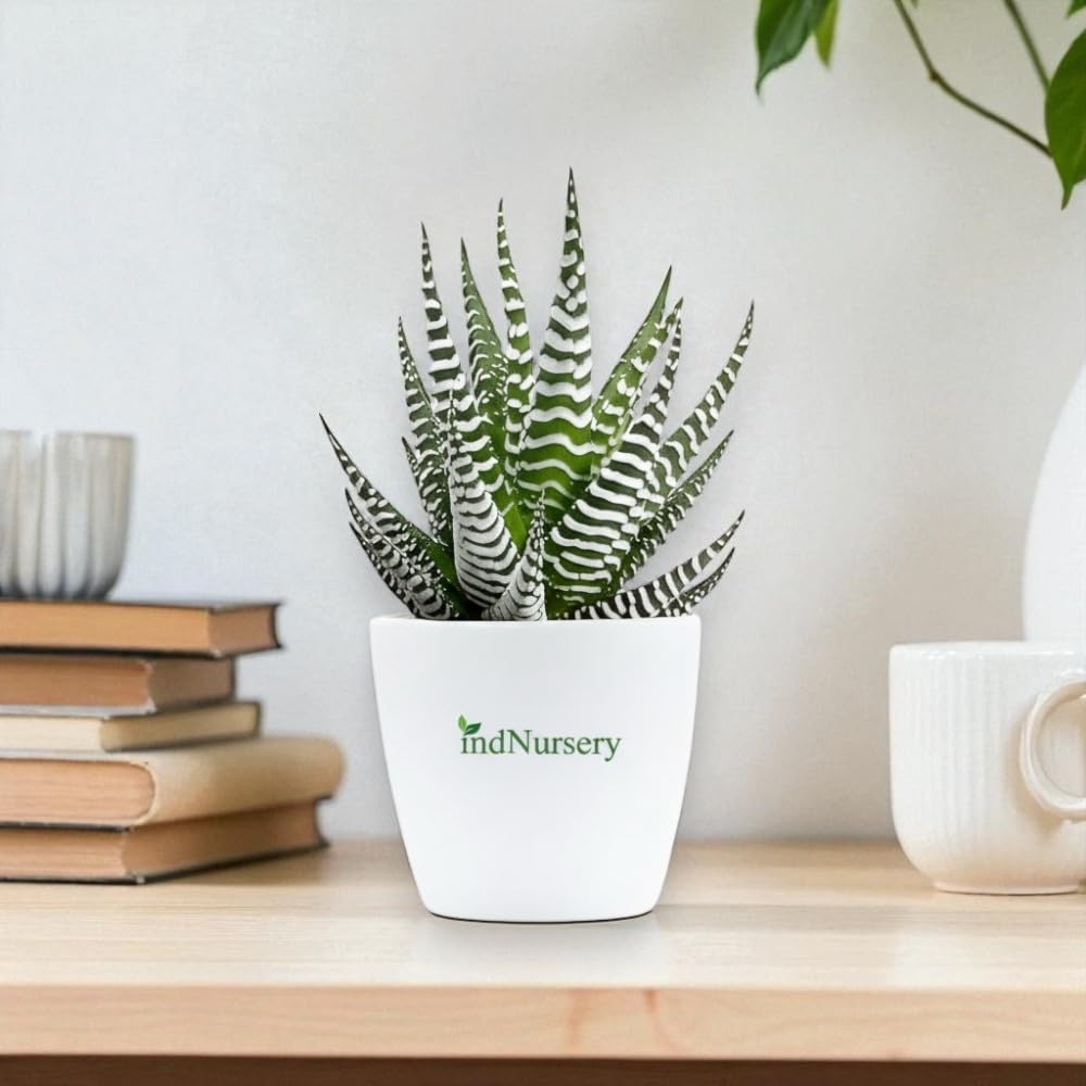 IndNursery Haworthia Zebra Plant, Live Succulent for Indoor and Outdoor Set of 1, With Pot