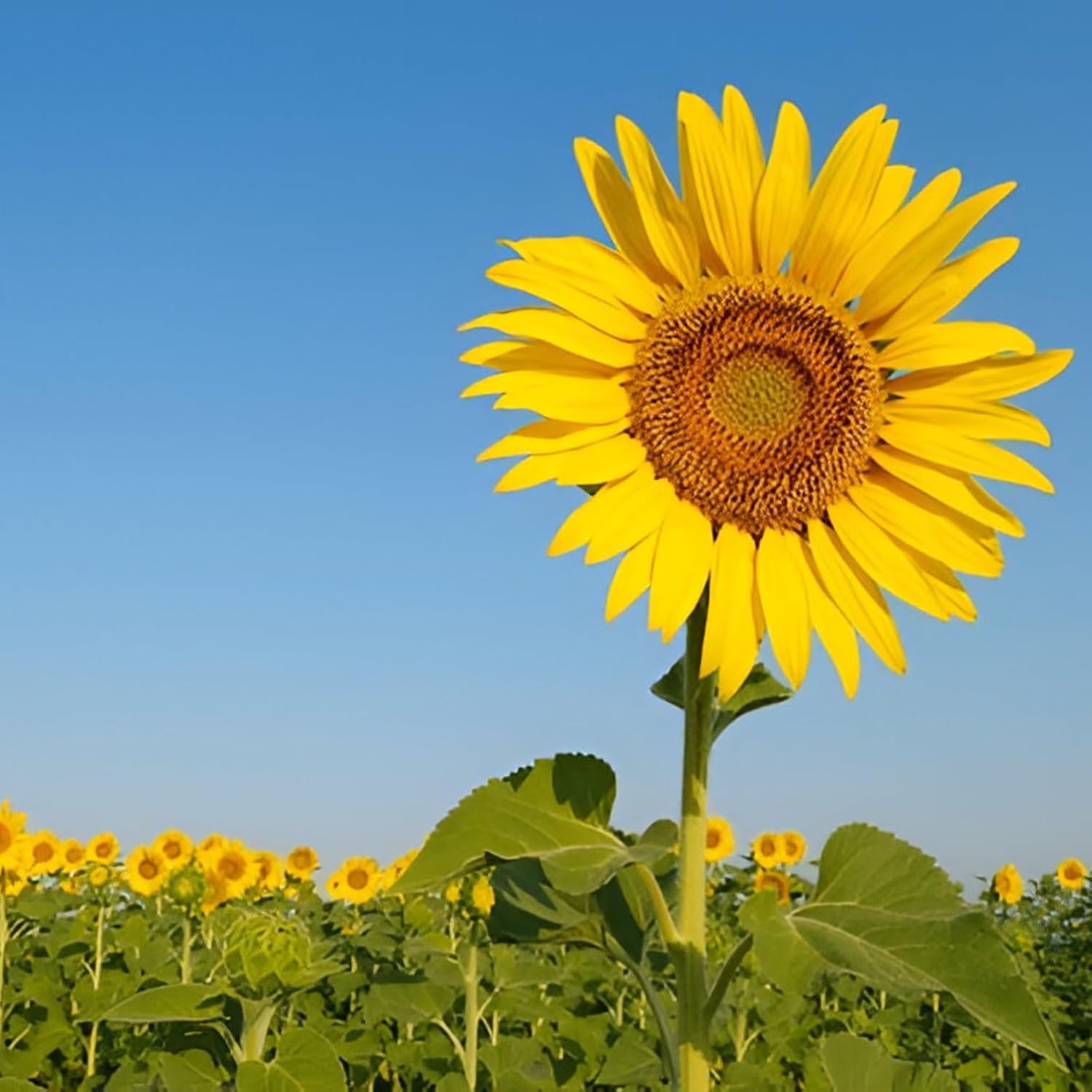 IndNursery Yellow Sunflower Seeds for Planting - 10 g