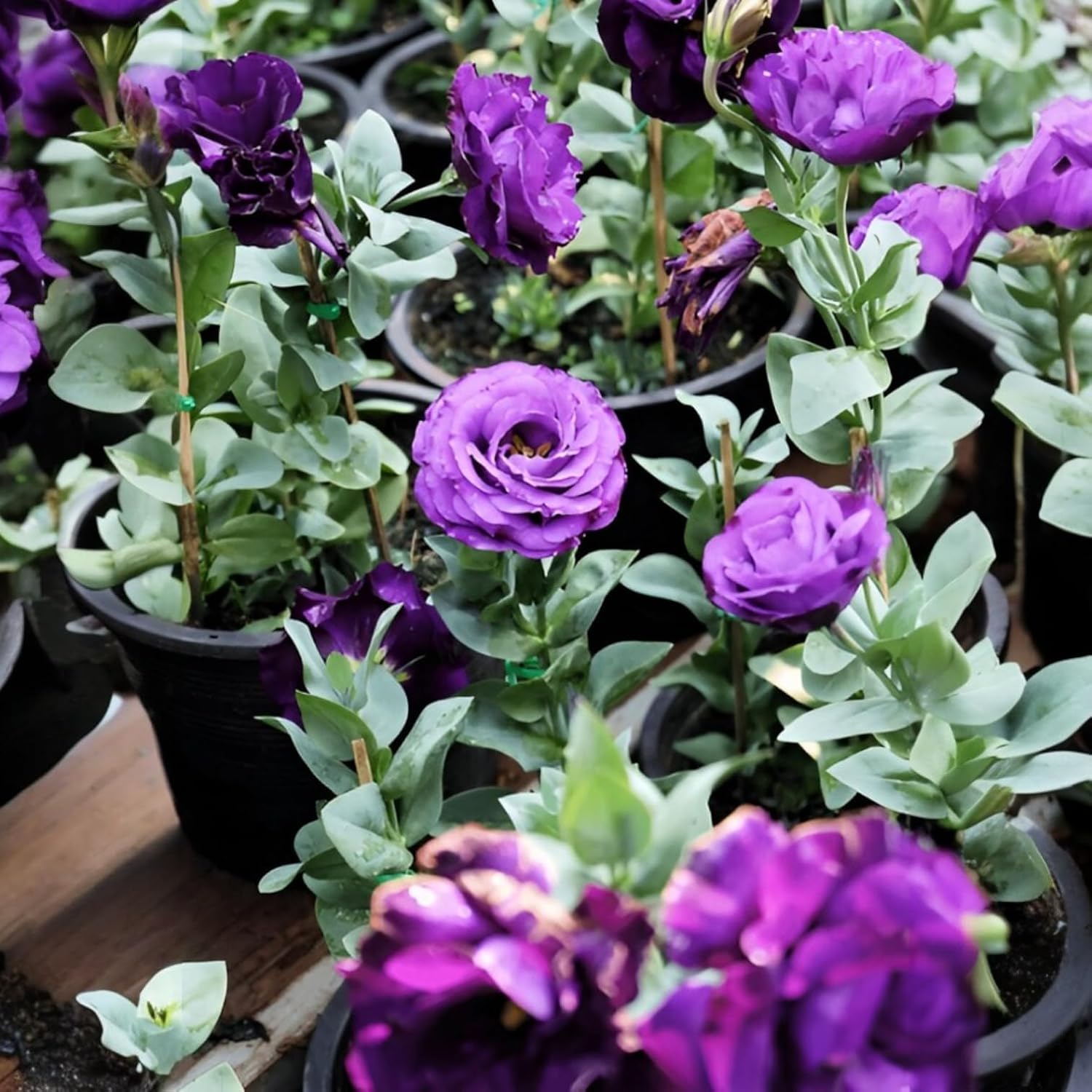 Lisianthus Flower Live Plant (Multicolor, Pack of 2)
