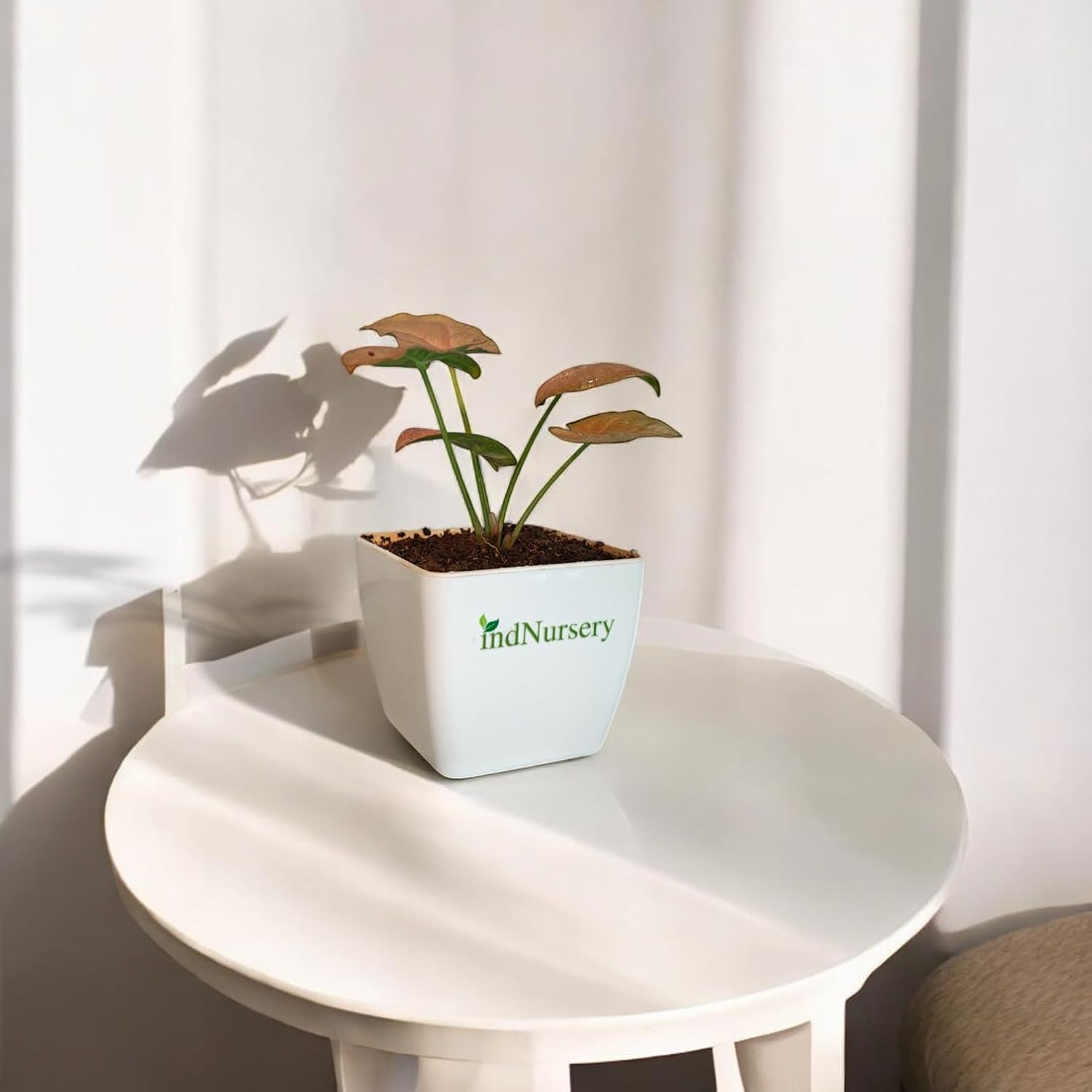 Syngonium Pink Natural Live Indoor Plant with Pot | Arrowhead Plant (Pink)