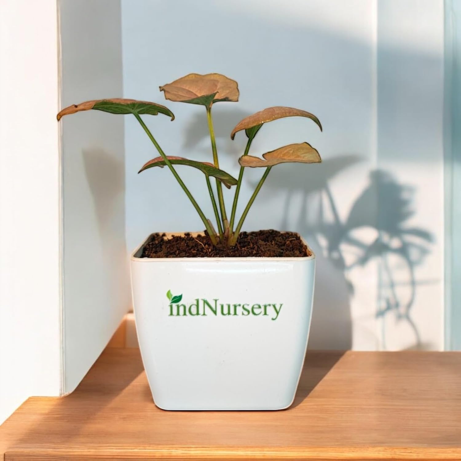 Syngonium Pink Natural Live Indoor Plant with Pot | Arrowhead Plant (Pink)