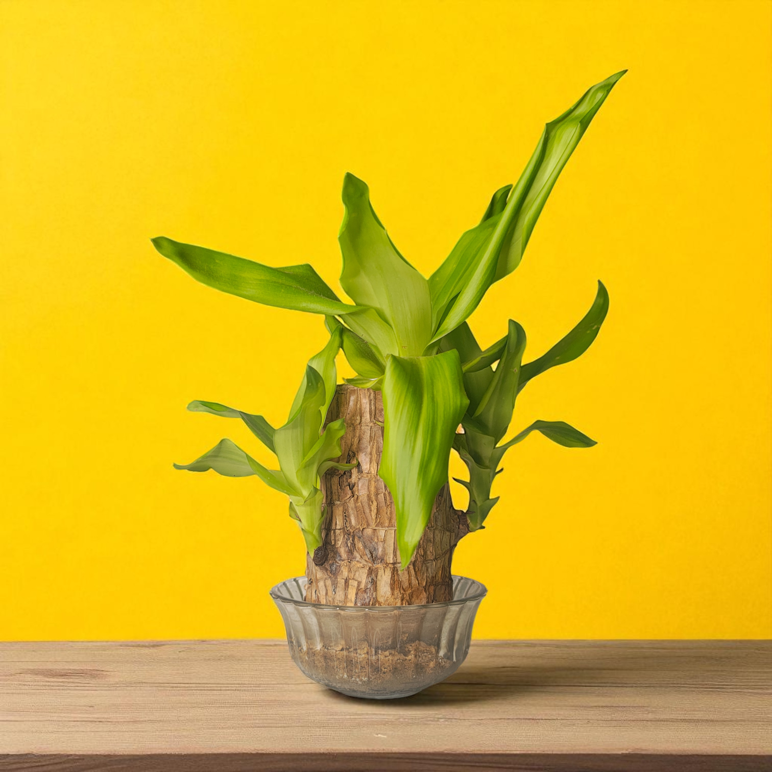 Brazilian Wood Live Plant (Dracaena Fragrans)
