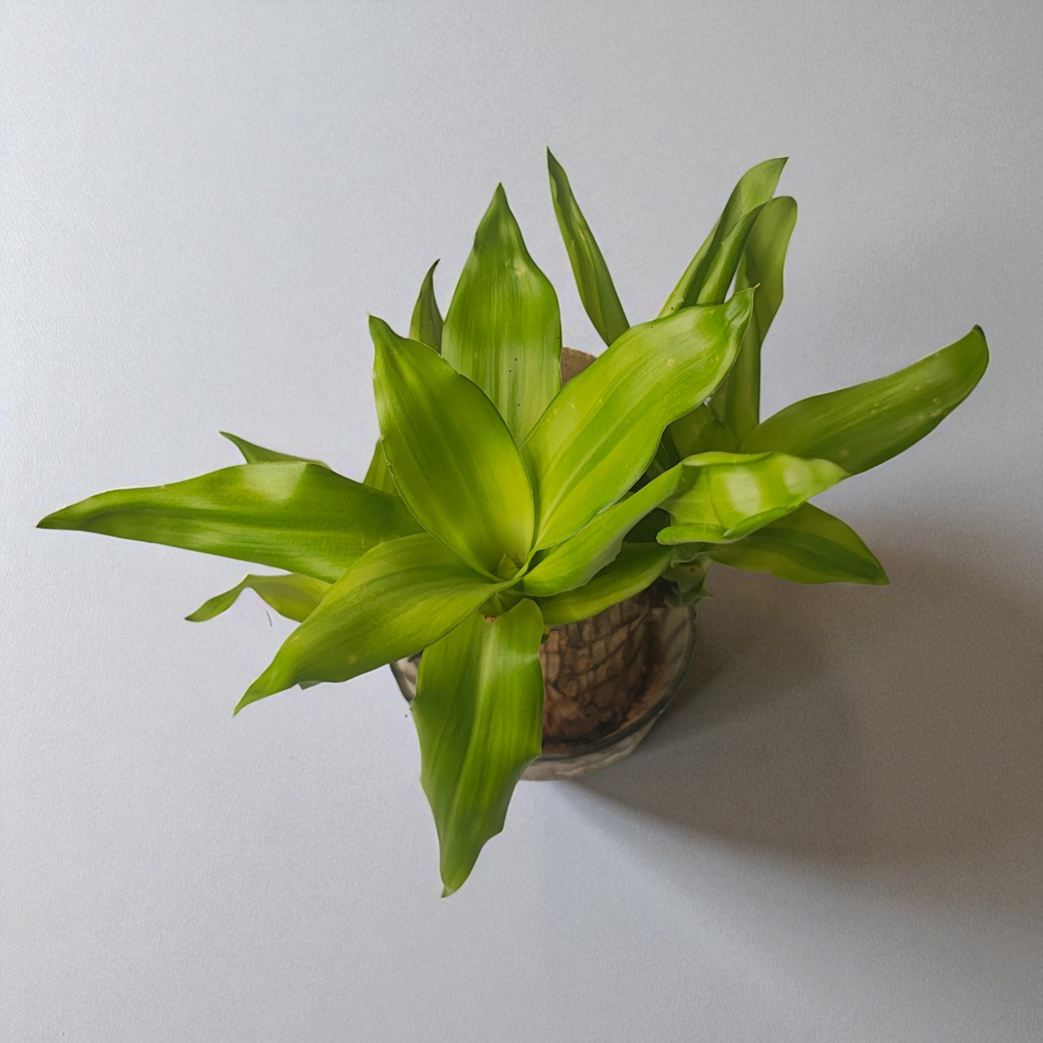 Brazilian Wood Live Plant (Dracaena Fragrans)