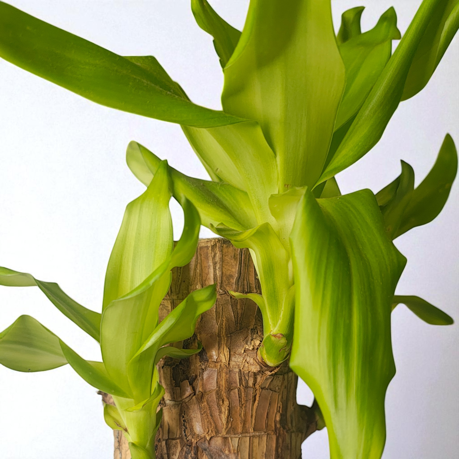 Brazilian Wood Live Plant (Dracaena Fragrans)