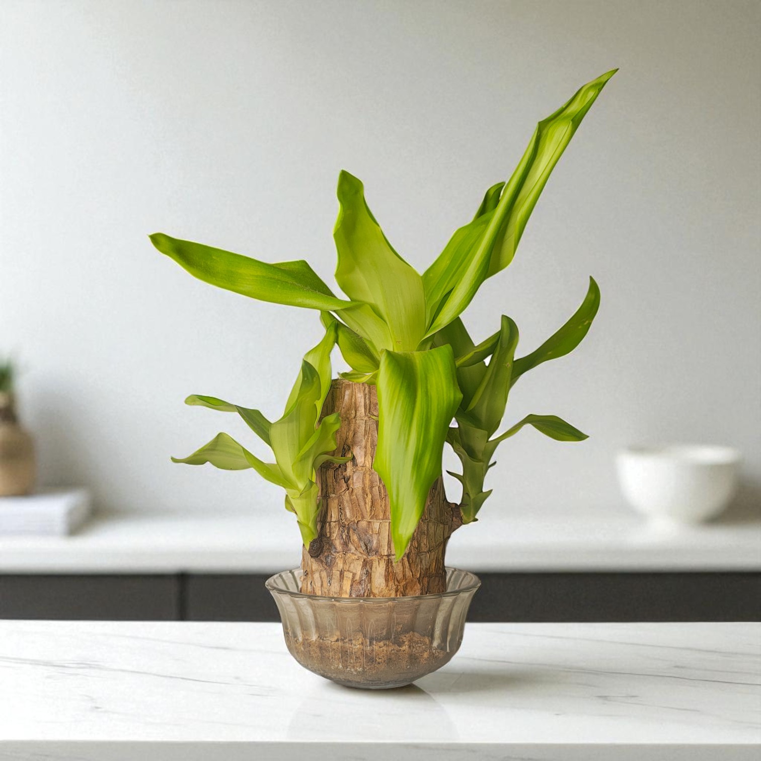 Brazilian Wood Live Plant (Dracaena Fragrans)