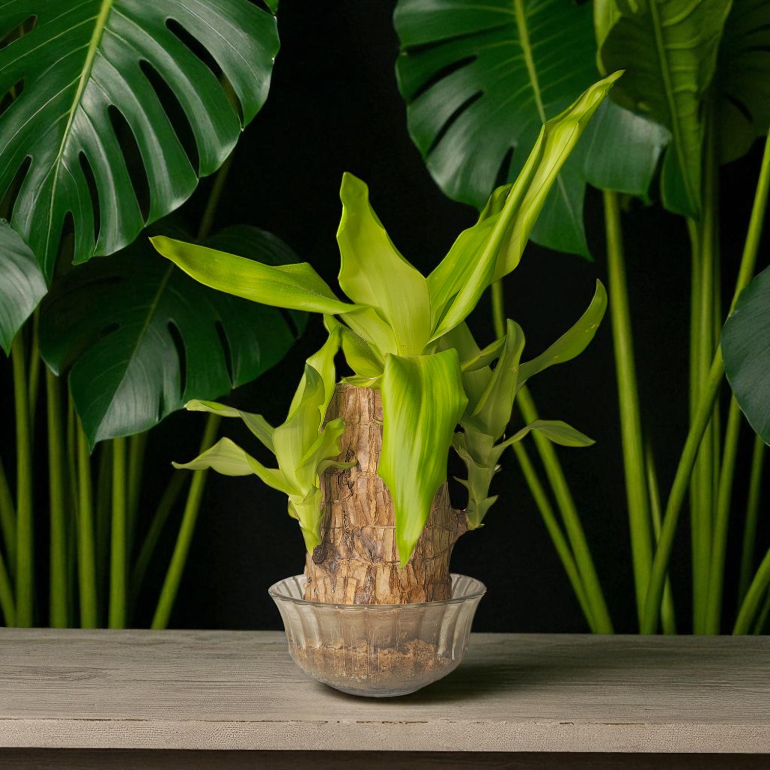 Brazilian Wood Live Plant (Dracaena Fragrans)