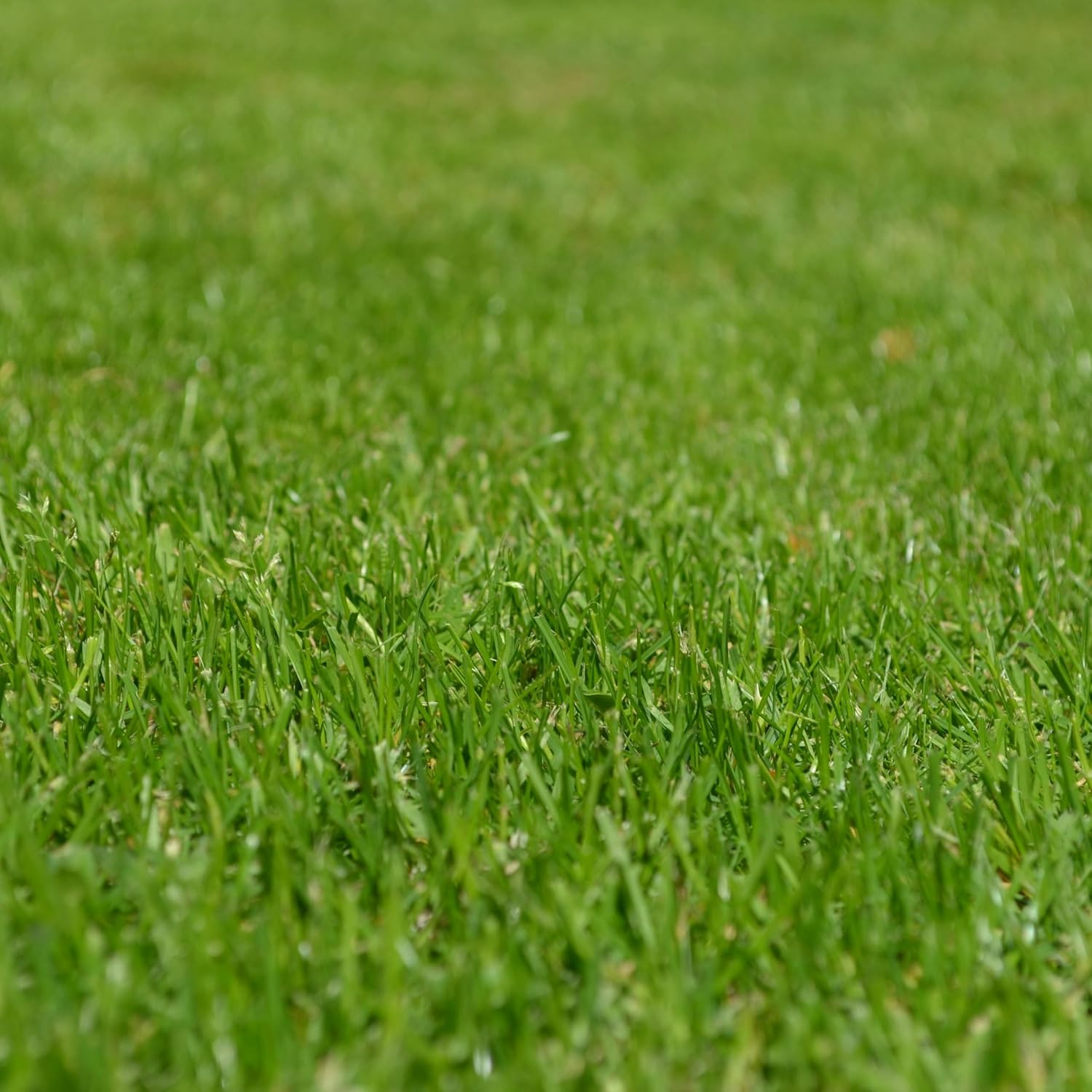 IndNursery Lawn Grass Seeds (Green, Pack of 10 gms) (4 Packet Combo)