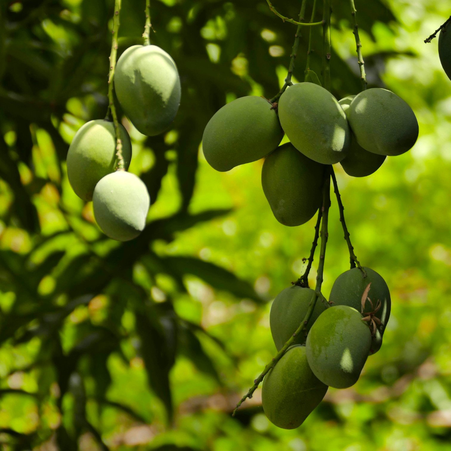 Buy All Time Grafted Mango Fruit (Aam) Plant for Home and Office Garden ...
