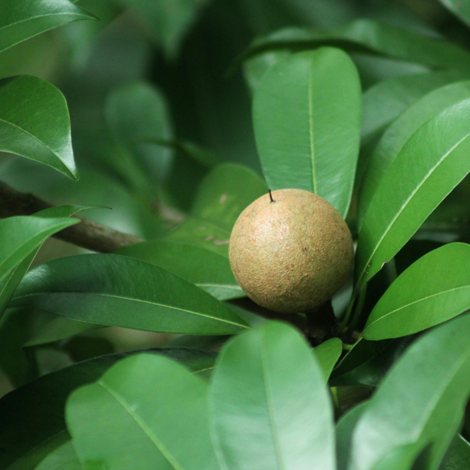 Buy All Time Grafted Sapote, Sobeda, Chiku, Chicoo, Sapodilla Live ...