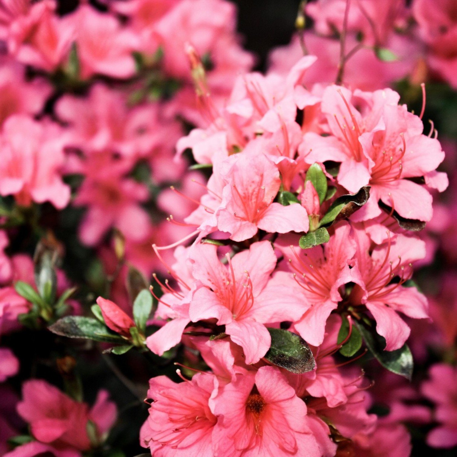 Buy Exotic Azalea Flower (Rhododendron Sp) Live Plant for Home and ...