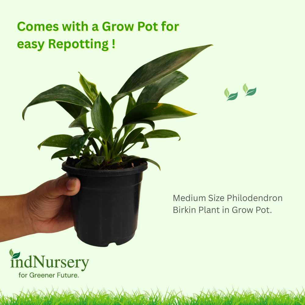 Philodendron Birkin in Pot – Indoor Houseplant for Fresh Air & Modern Home Decoration